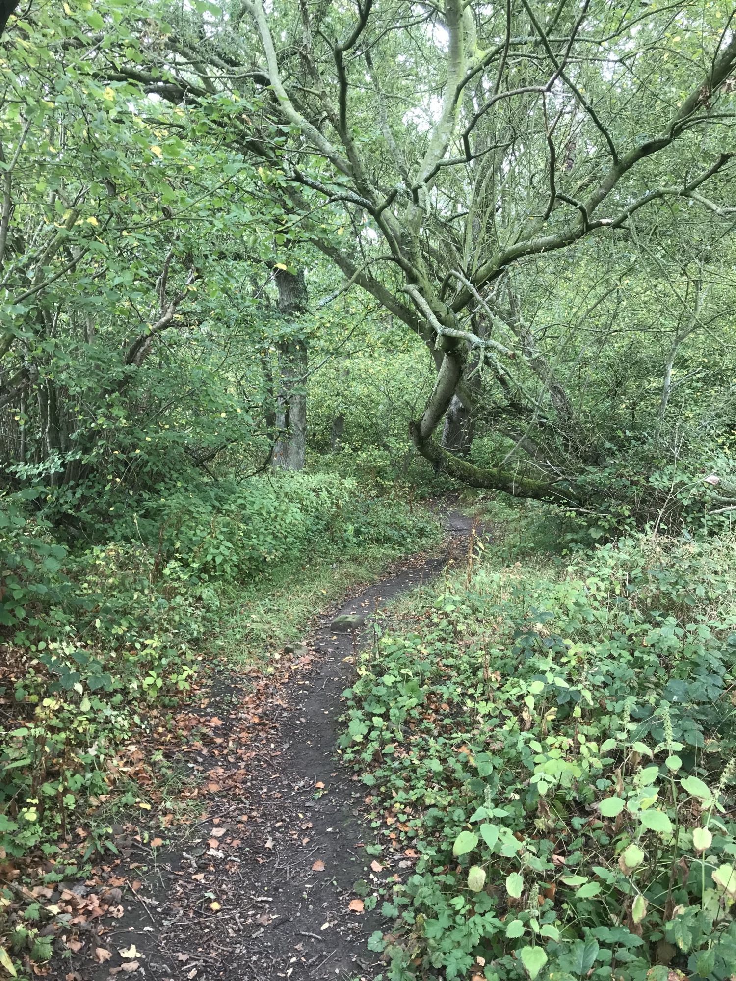 woodland